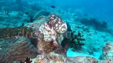 马尔代夫海底清澈海底背景下的八爪鱼卷鱼。